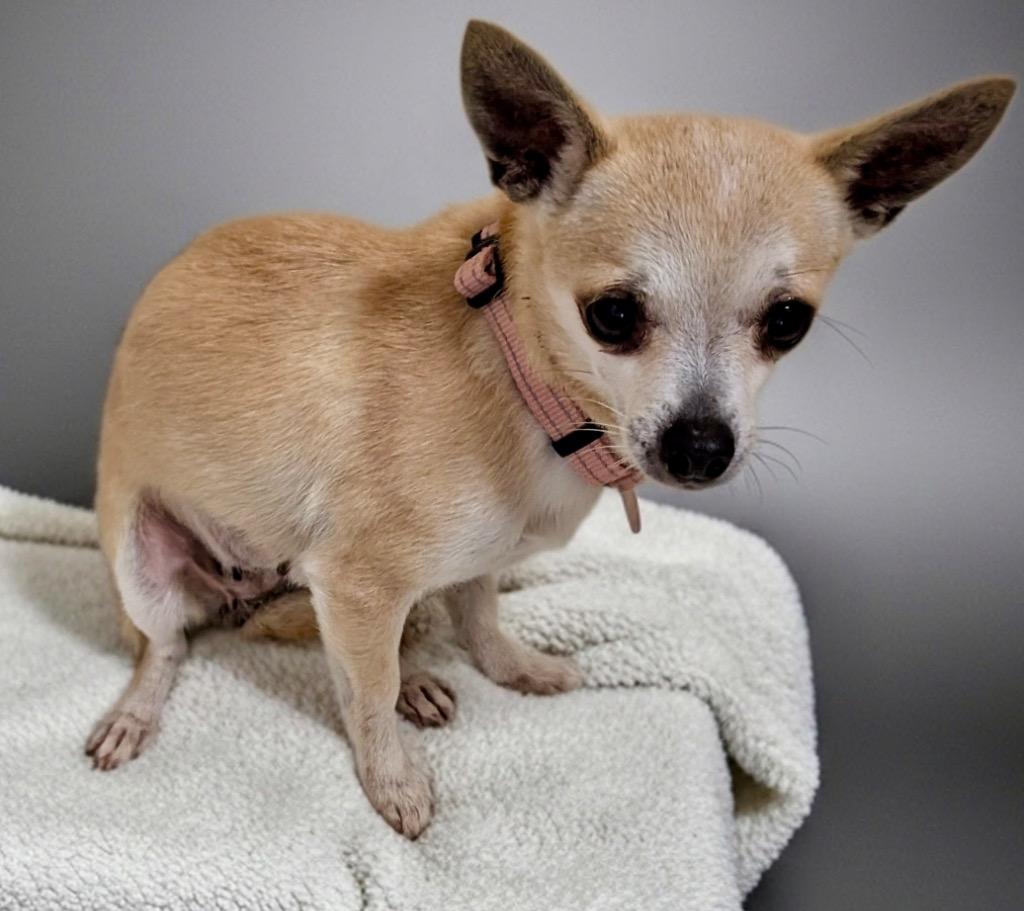 Enlarge Cliona-Little 6lb Chi!, a Adoptable Chihuahua in Fort Myers, FL image 1/2
