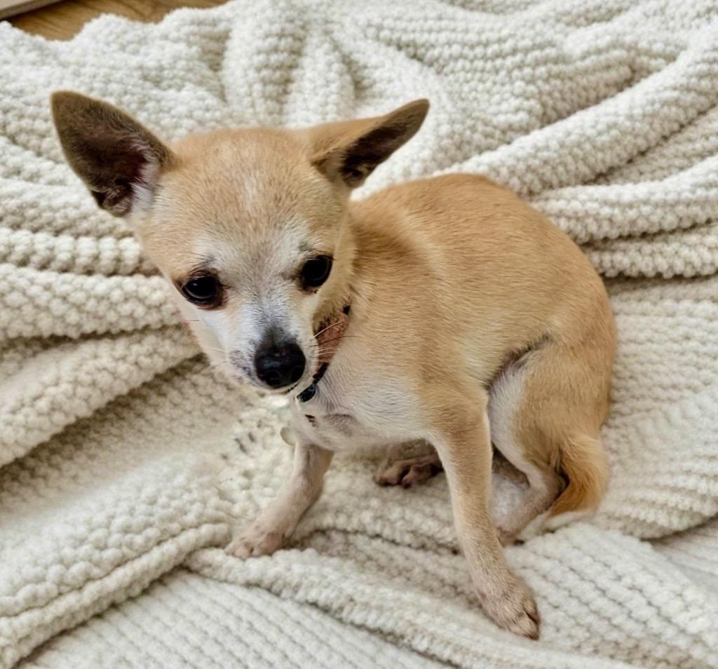 Enlarge Cliona-Little 6lb Chi!, a Adoptable Chihuahua in Fort Myers, FL image 2/2
