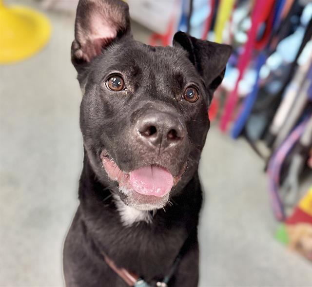 KAIRO, Adoptable, Young Male Labrador Retriever & Pit Bull Terrier.