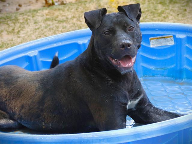 KAIRO, Adoptable, Young Male Labrador Retriever & Pit Bull Terrier.