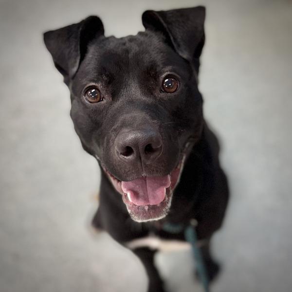 KAIRO, Adoptable, Young Male Labrador Retriever & Pit Bull Terrier.