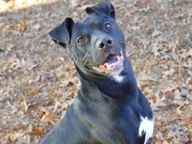 Enlarge KAIRO, a Adoptable mixed breed in Tallahassee, FL image 1/1
