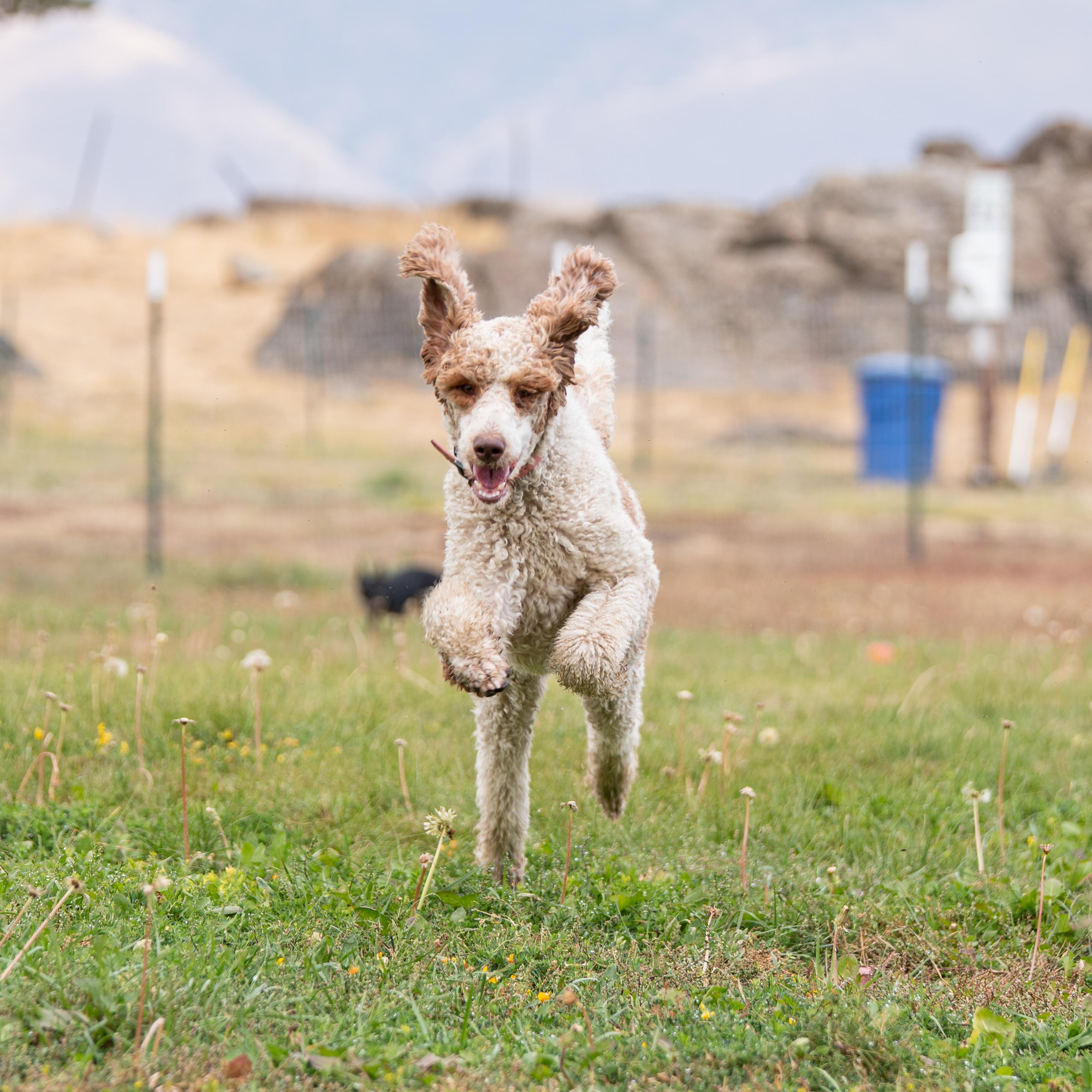 Enlarge Lola, a Adopted Standard Poodle in Bakersfield , CA image 2/6