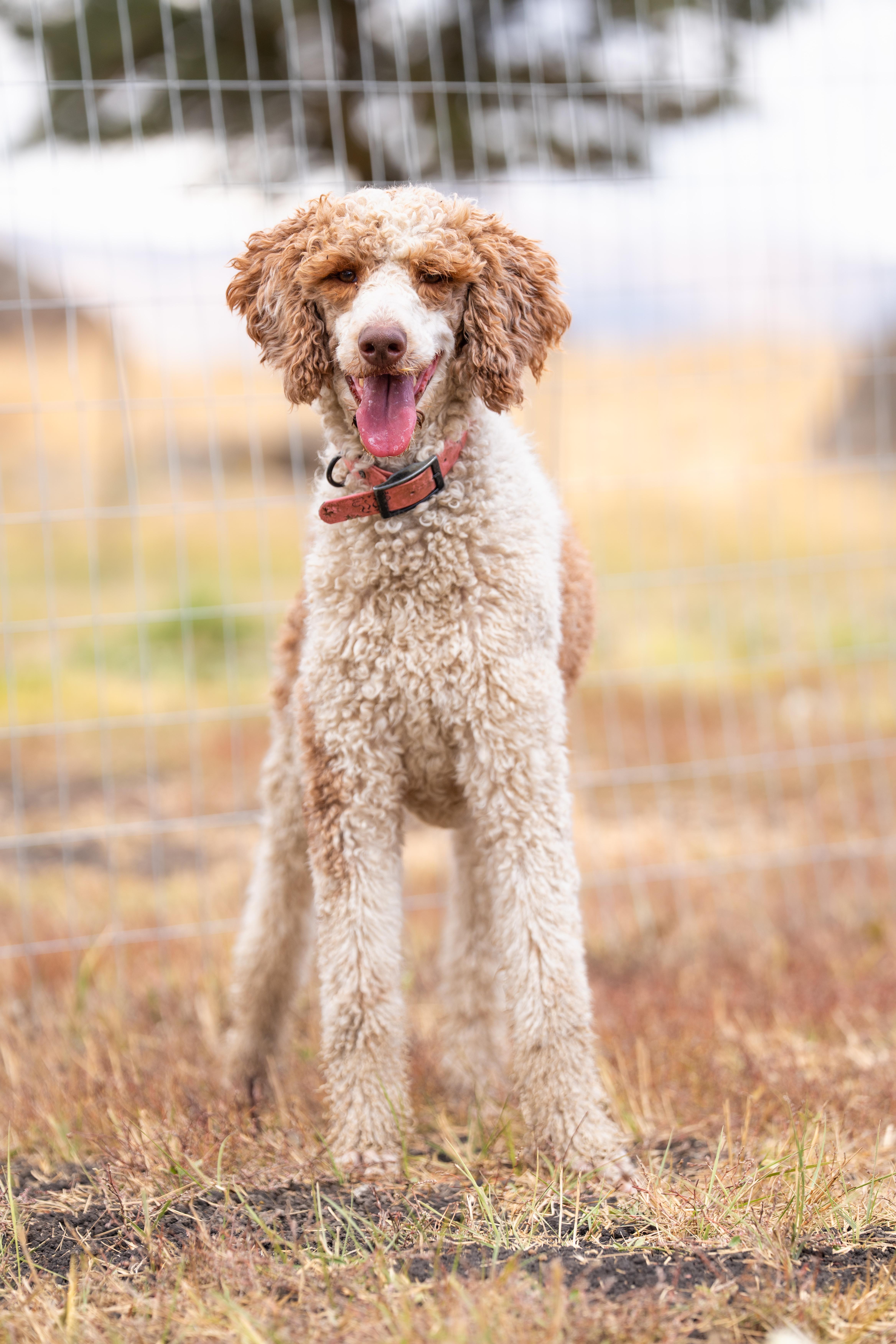 Enlarge Lola, a Adopted Standard Poodle in Bakersfield , CA image 3/6