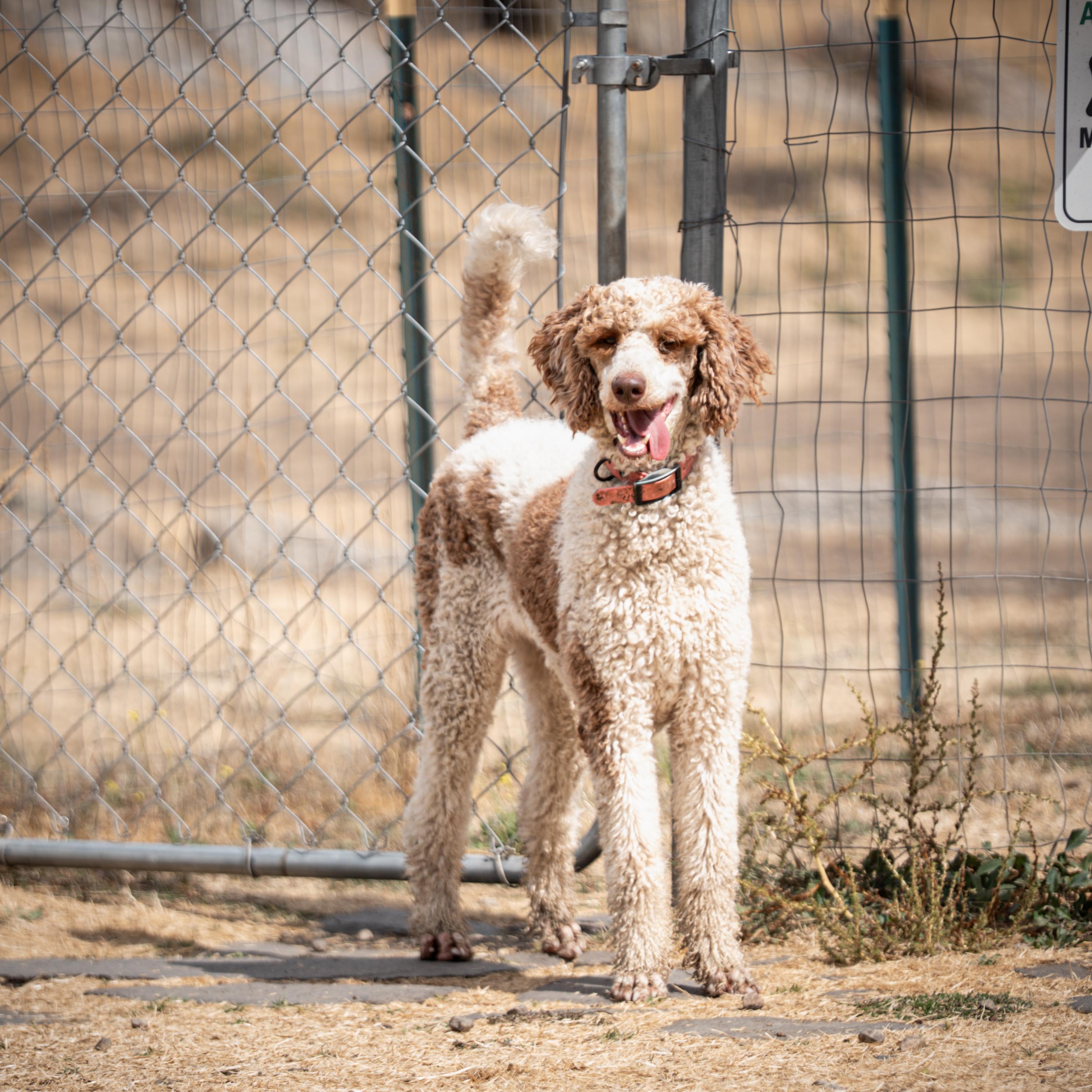 Enlarge Lola, a Adopted Standard Poodle in Bakersfield , CA image 4/6