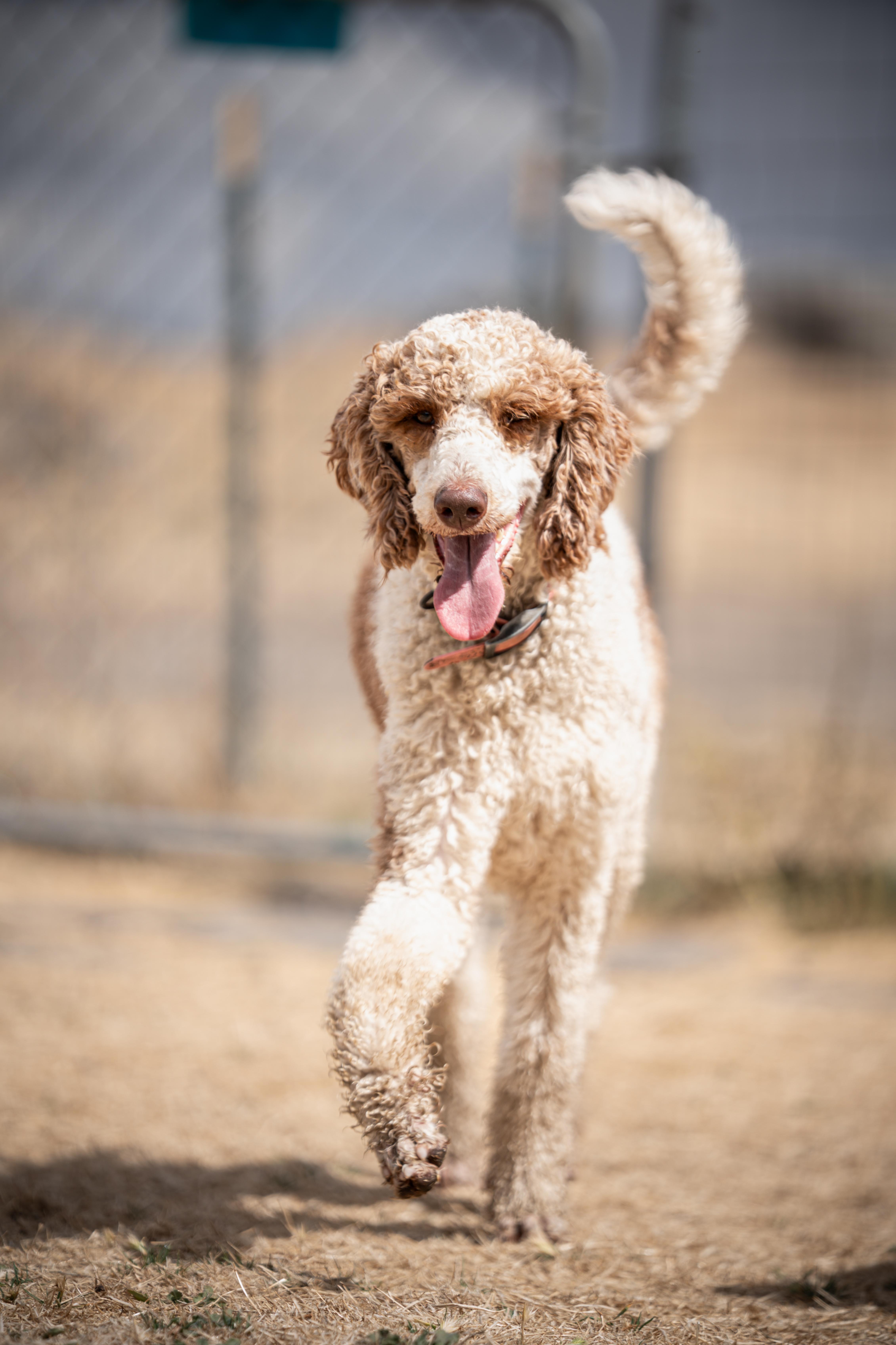 Enlarge Lola, a Adopted Standard Poodle in Bakersfield , CA image 5/6