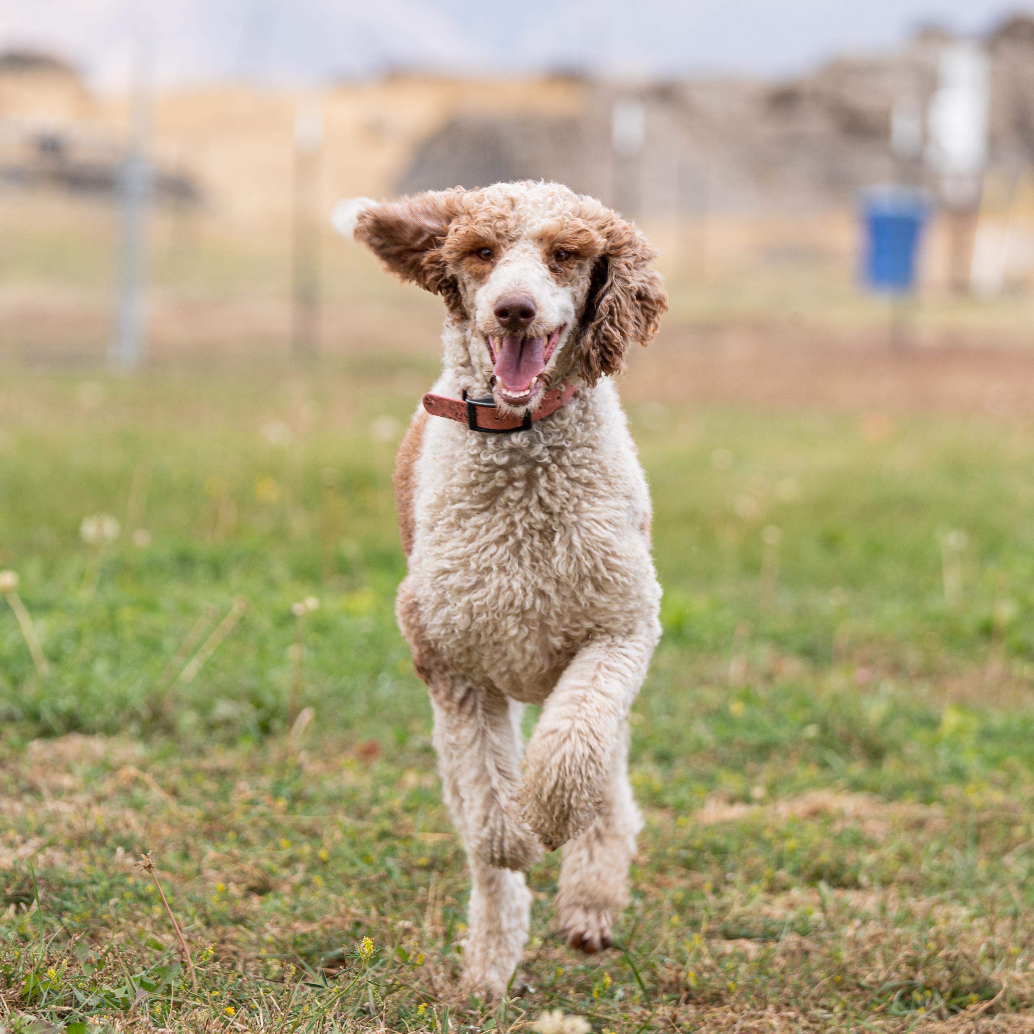 Enlarge Lola, a Adopted Standard Poodle in Bakersfield , CA image 1/6