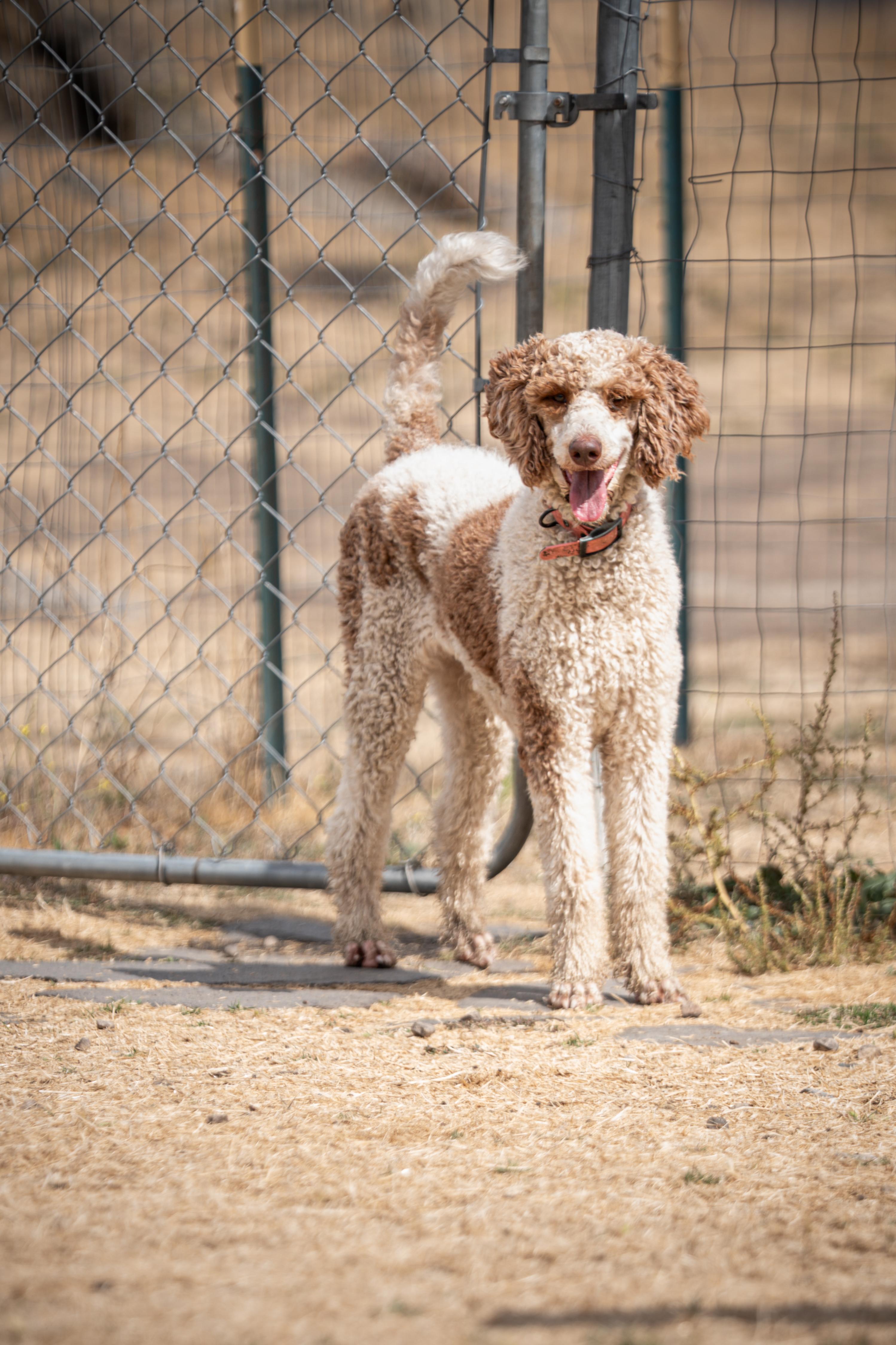 Enlarge Lola, a Adopted Standard Poodle in Bakersfield , CA image 6/6