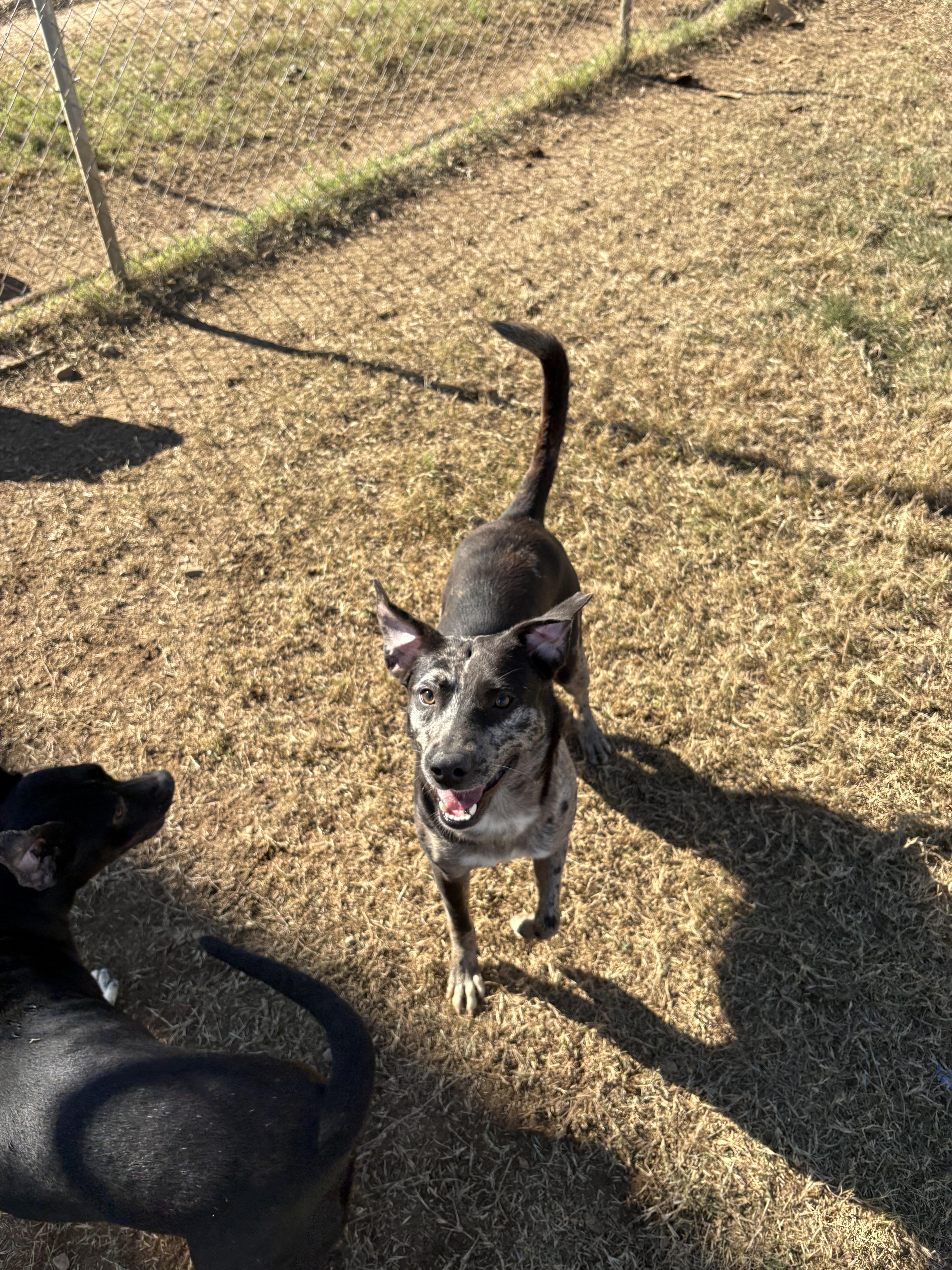 Enlarge Mango, a ADOPTABLE mixed breed in Anderson, TX image 1/1