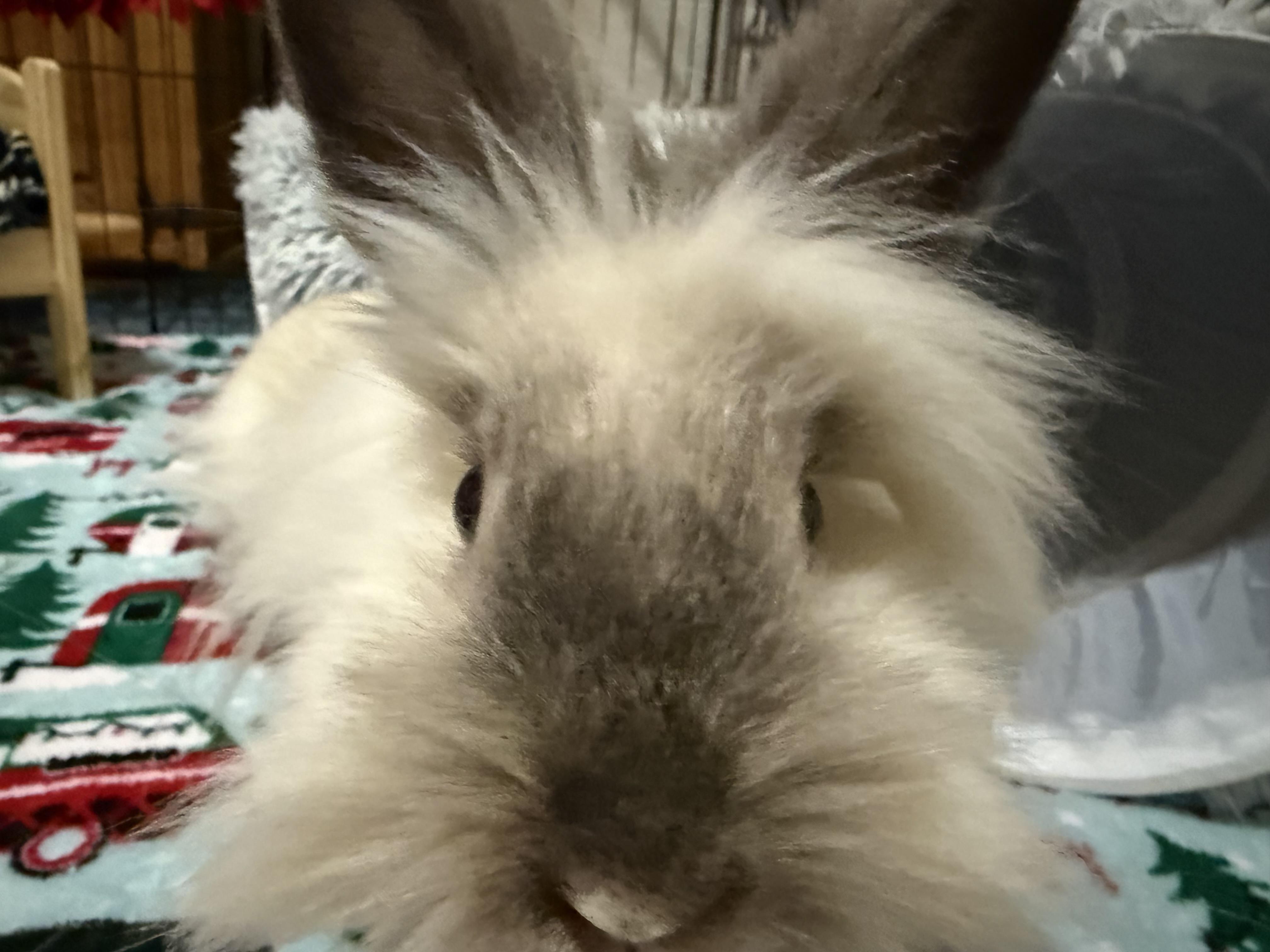 Enlarge Boo, a ADOPTABLE mixed breed in Little Rock, AR image 1/4