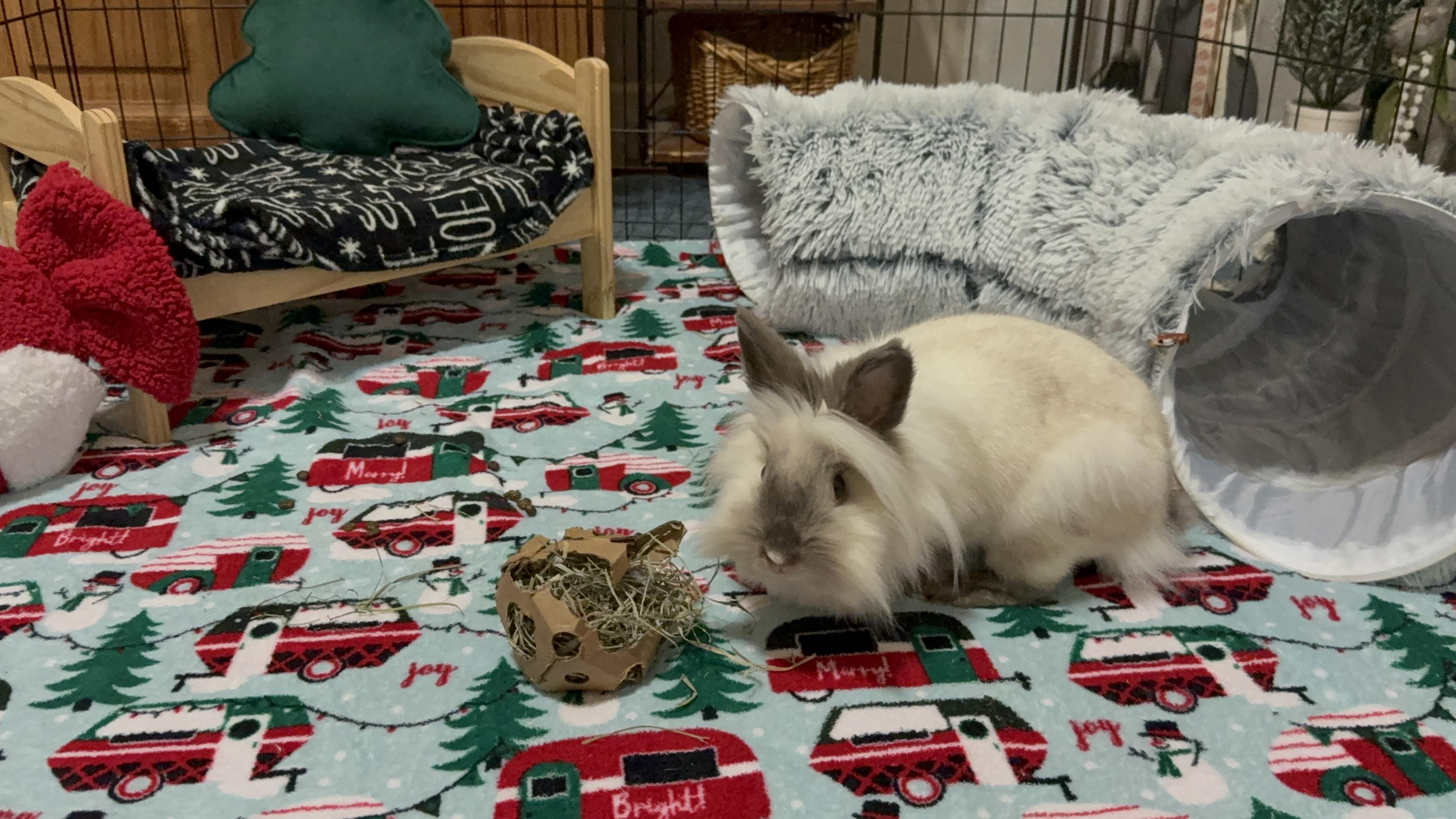 Enlarge Boo, a ADOPTABLE mixed breed in Little Rock, AR image 2/4