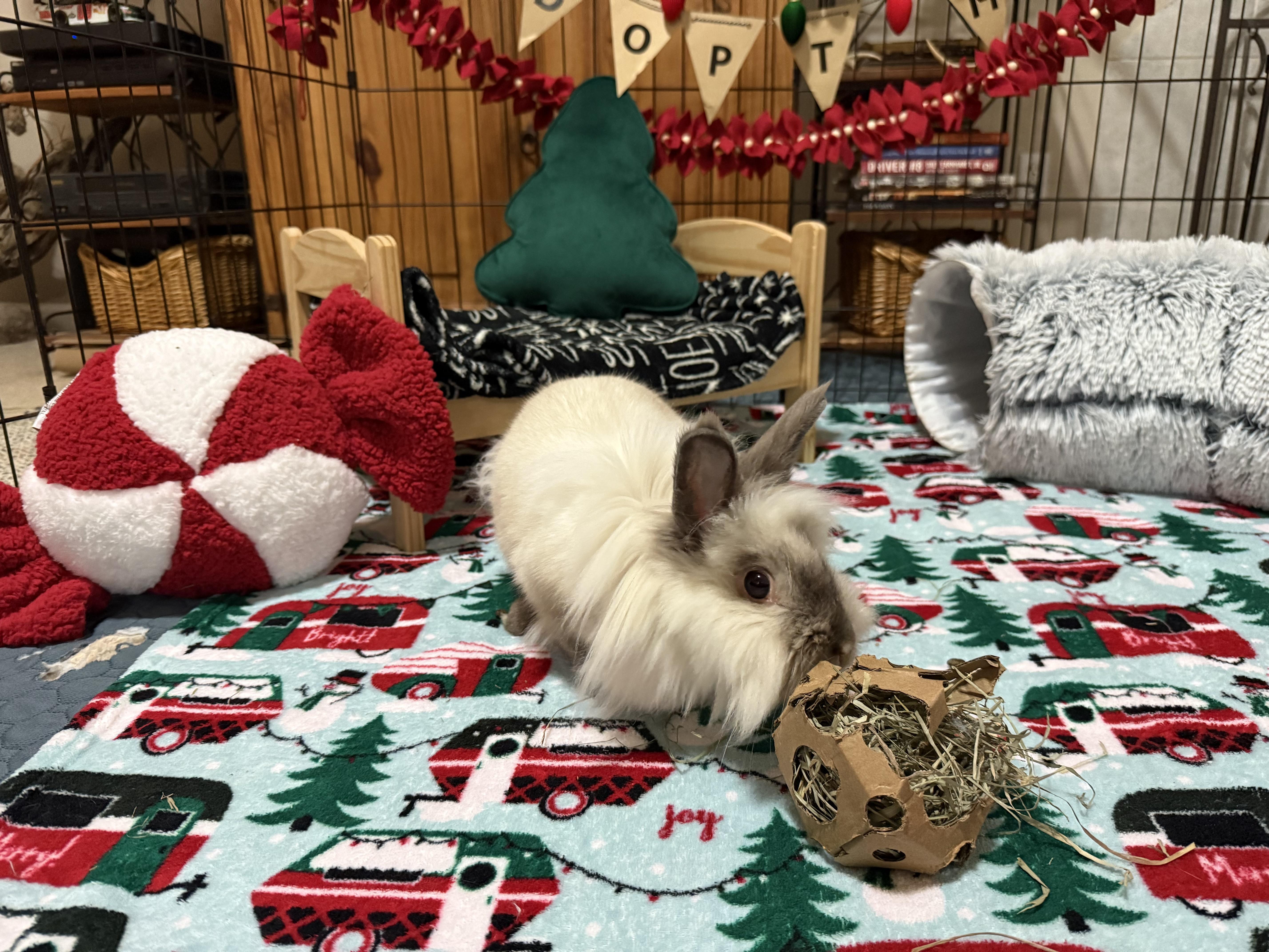 Enlarge Boo, a ADOPTABLE mixed breed in Little Rock, AR image 3/4