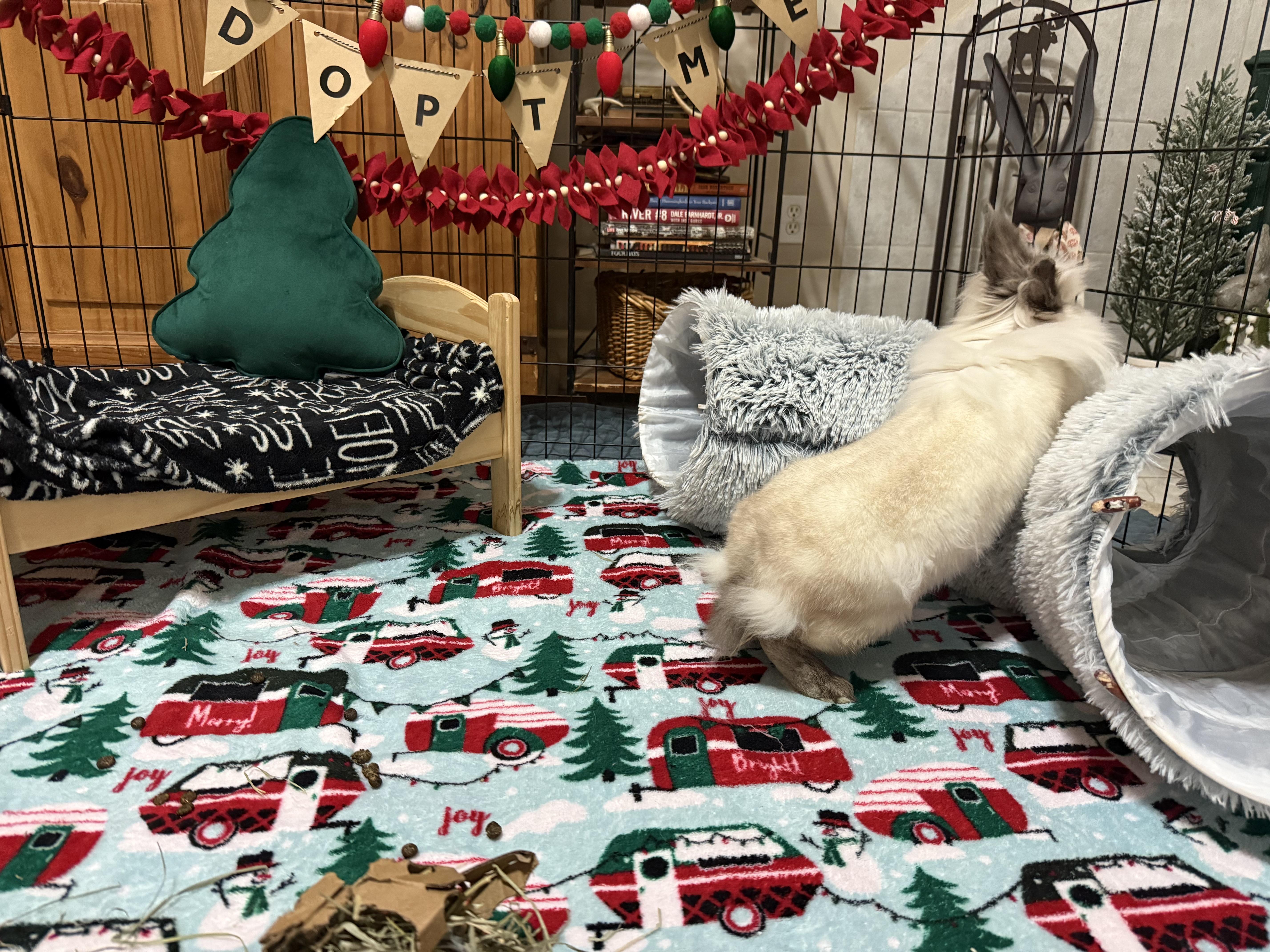 Enlarge Boo, a ADOPTABLE mixed breed in Little Rock, AR image 4/4