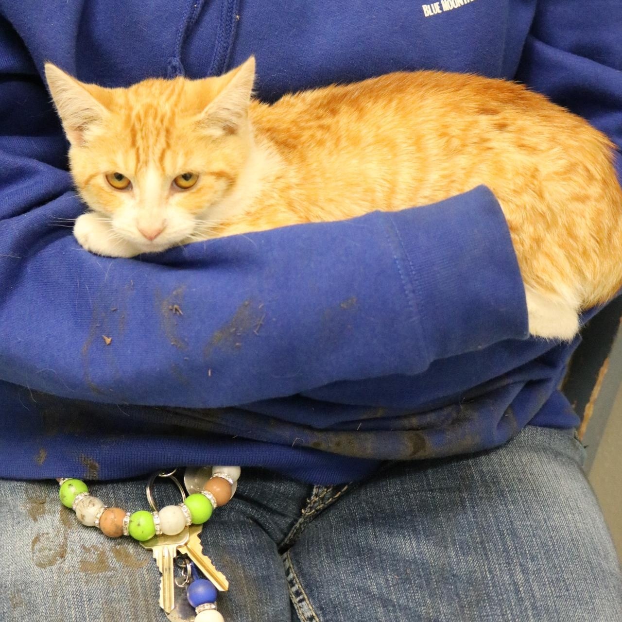 Candy Corn, Adoptable, Young Female Domestic Short Hair.