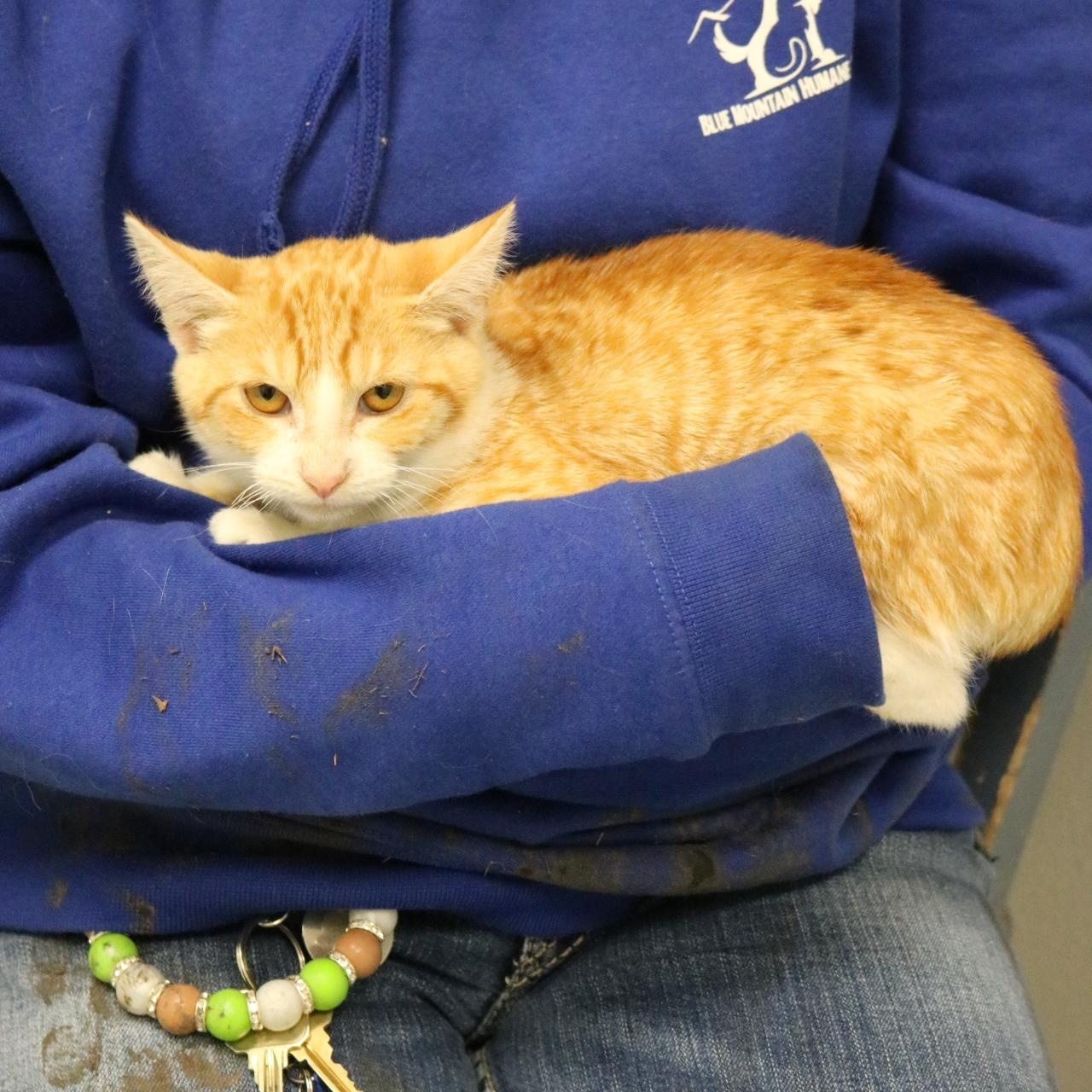 Candy Corn, an adoptable Domestic Short Hair in La Grande, OR, 97850 | Photo Image 1