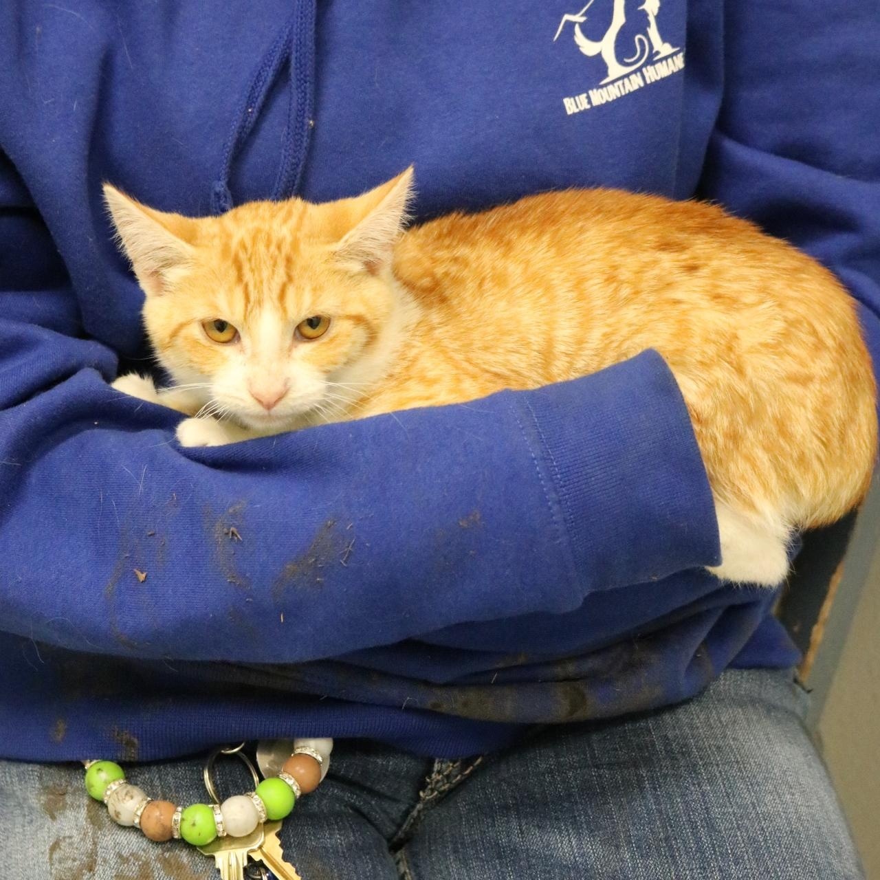 Candy Corn, an adoptable Domestic Short Hair in La Grande, OR, 97850 | Photo Image 3