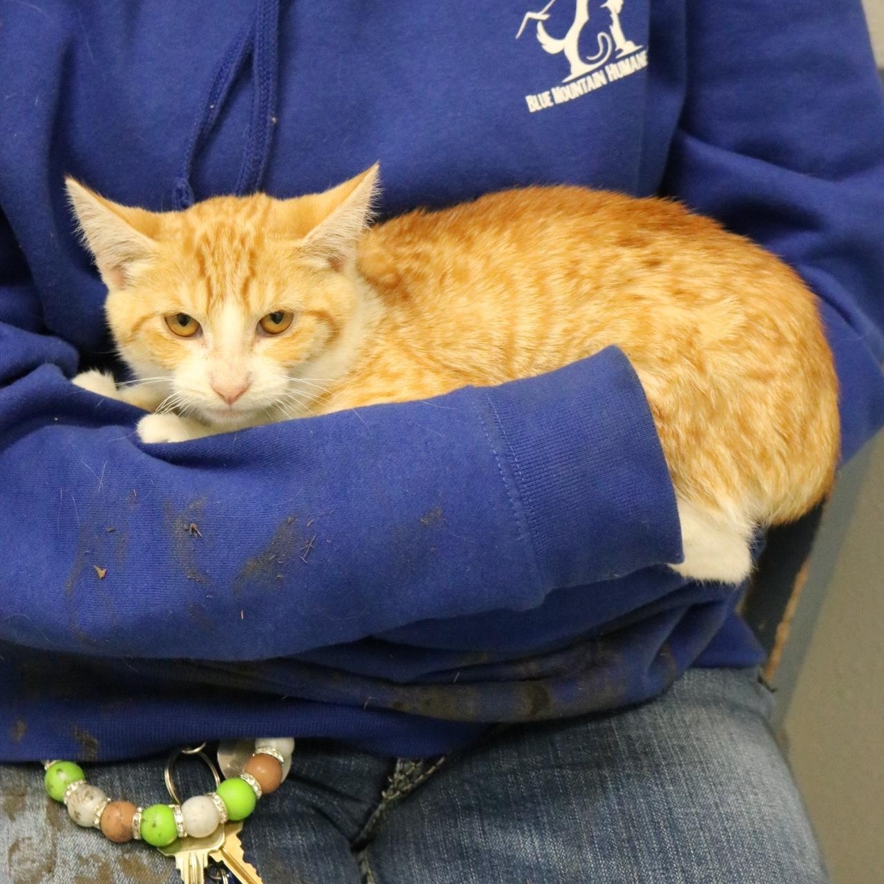 Candy Corn, an adoptable Domestic Short Hair in La Grande, OR, 97850 | Photo Image 2