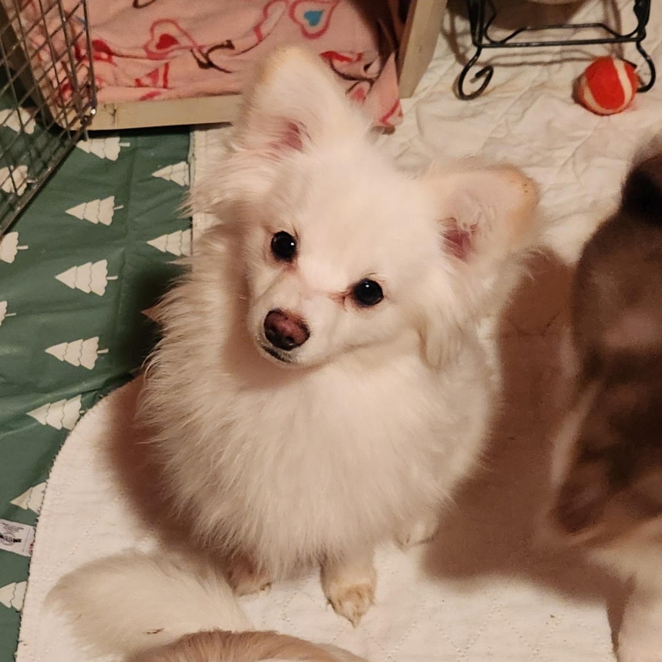 Enlarge Artie, an adopted mixed breed in Goldendale, WA image 2/2