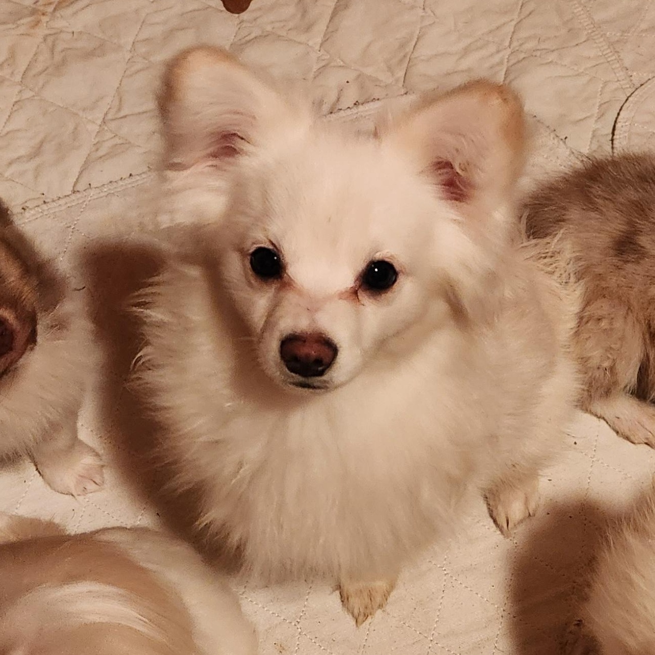 Artie, ADOPTABLE, Young Male Pomeranian & Mixed Breed.