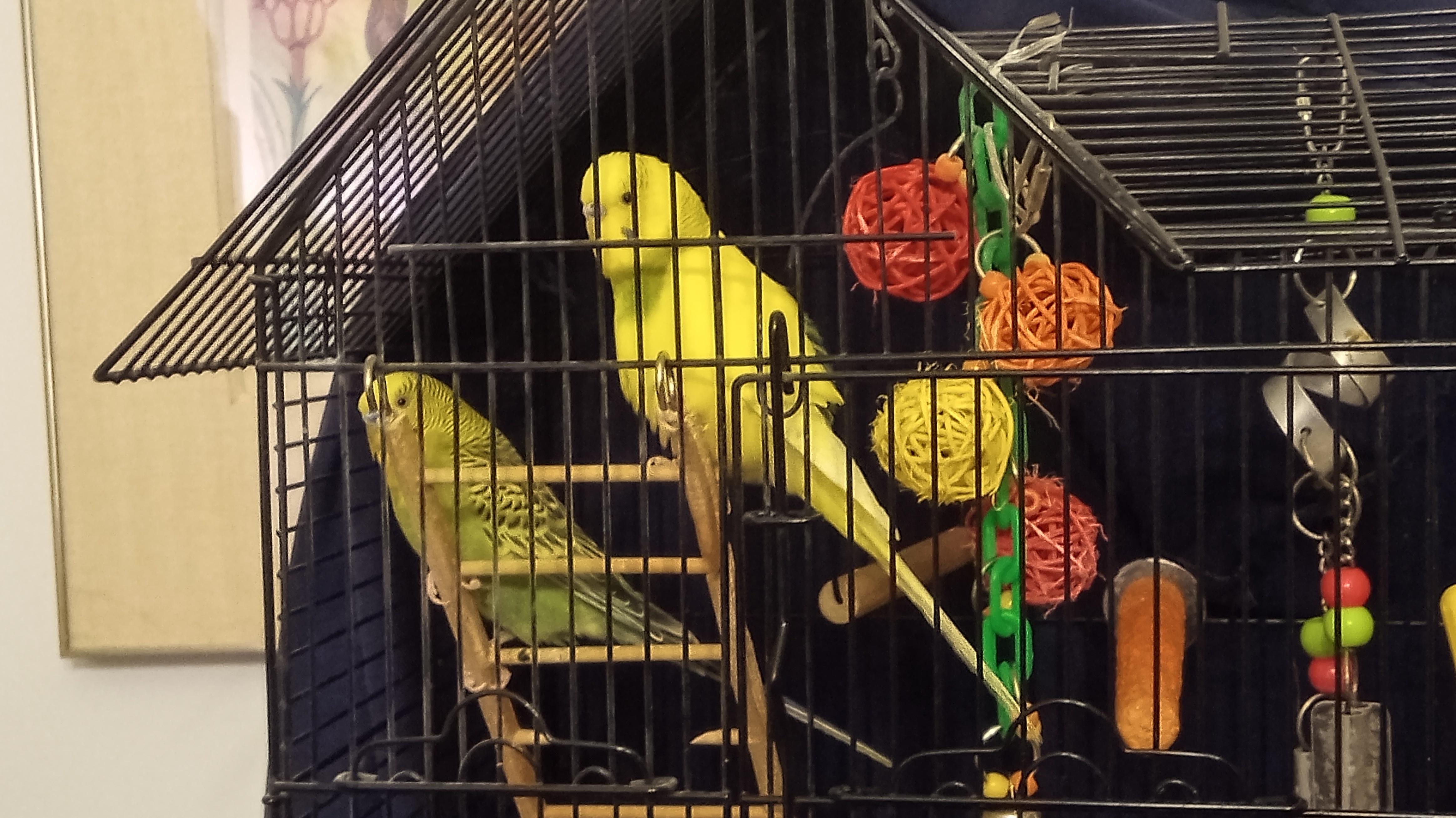 Enlarge Calvin & Hobbes, a Adoptable Budgie / Budgerigar in Salt Lake City, UT image 1/1