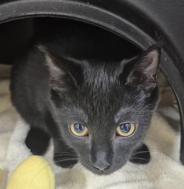 ALEX, Adoptable, Kitten Female Domestic Short Hair.