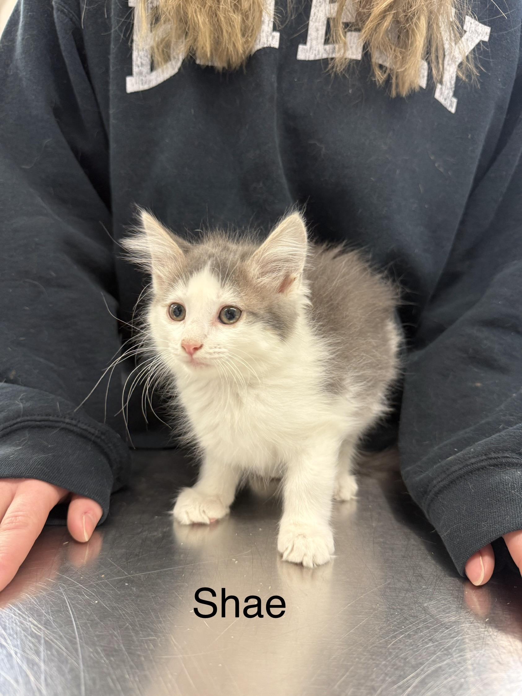 Enlarge Shae, a Adoptable Domestic Long Hair in Grand Rapids, MI image 1/1