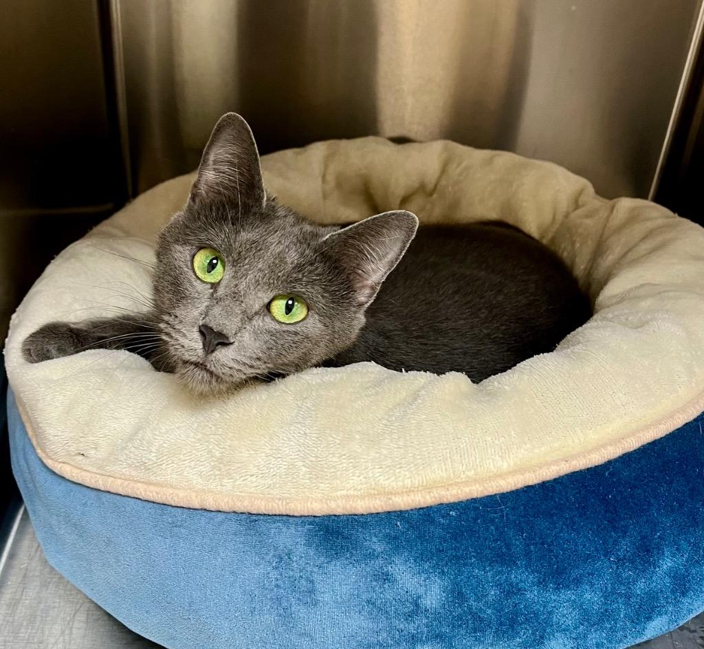 Brioche, Adoptable, Adult Female Domestic Short Hair.