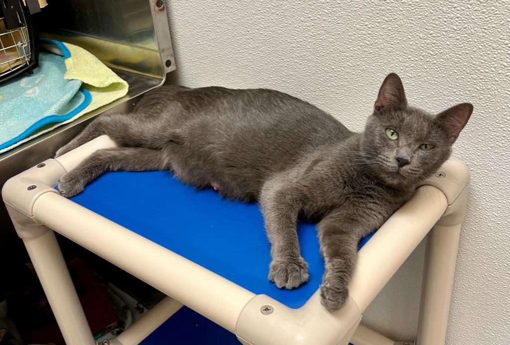 Brioche, a Adoptable mixed breed in Clinton, SC image 2/2