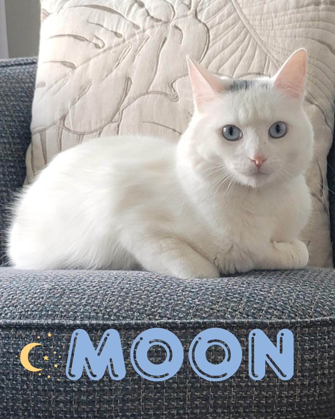 Enlarge Moon (I'm a GENTLEMAN!), a Adoptable mixed breed in Sherman Oaks, CA image 1/5