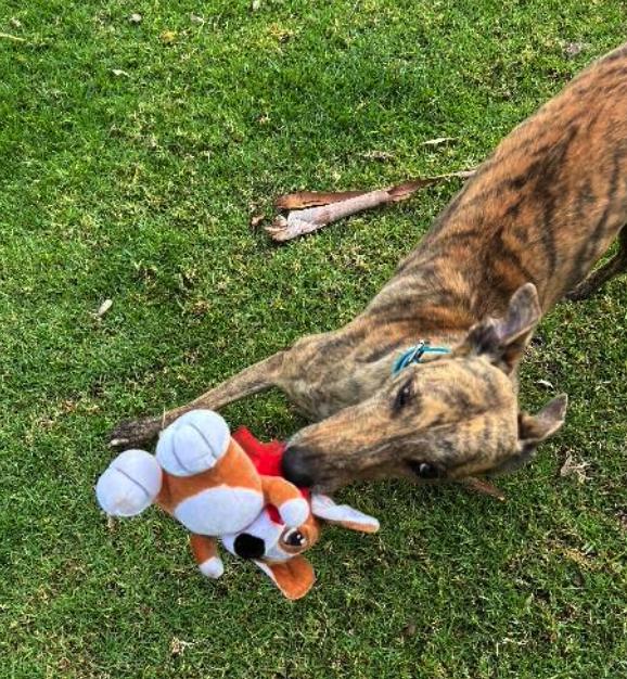 Albatross (Ally), a Adopted Greyhound in Tarpon Springs, FL image 1/3