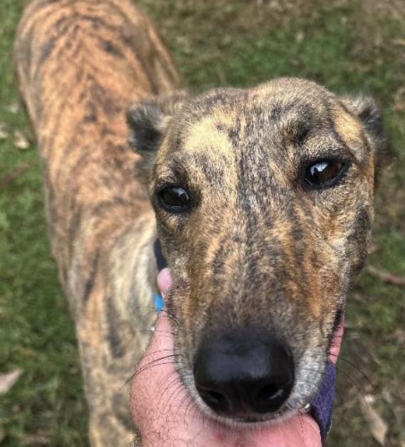 Albatross (Ally), a Adopted Greyhound in Tarpon Springs, FL image 2/3