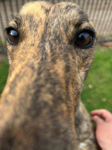 Albatross (Ally), a Adopted Greyhound in Tarpon Springs, FL image 3/3