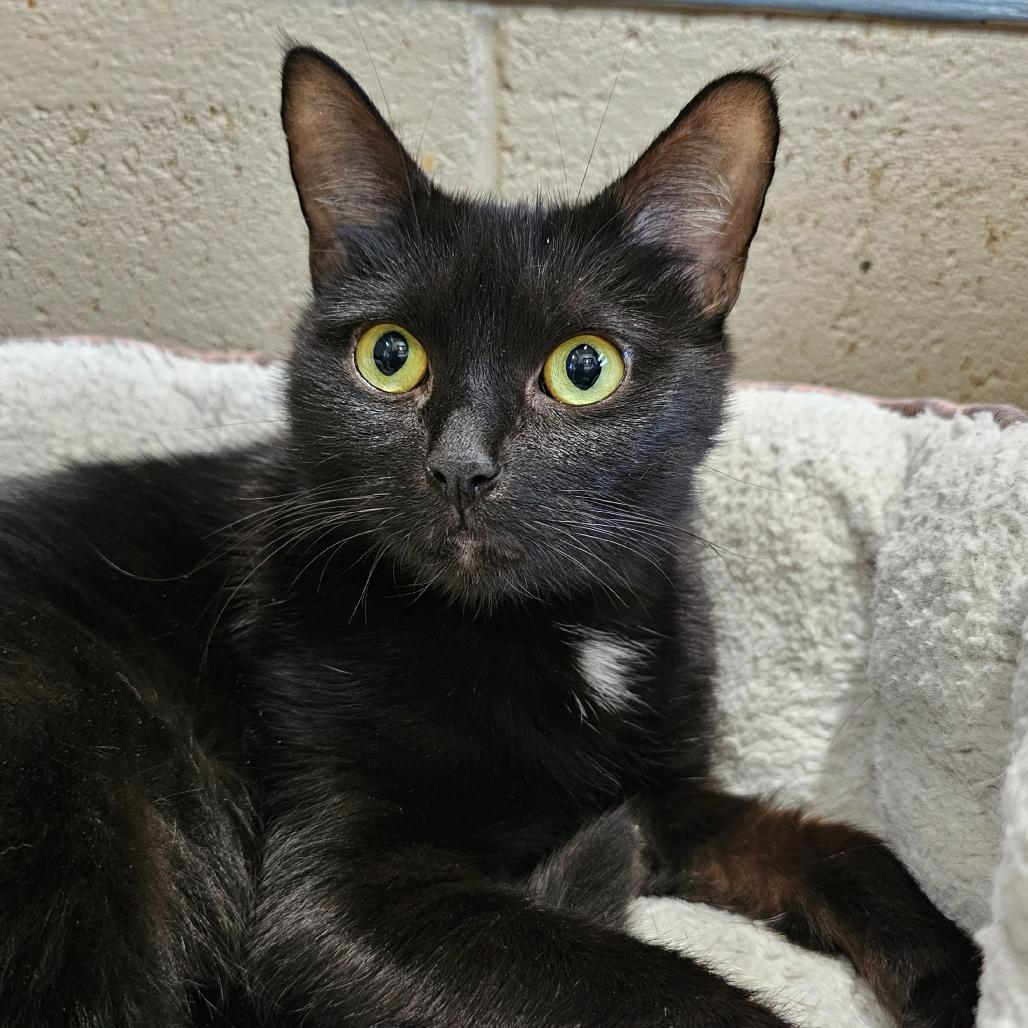 Willow, Adoptable, Young Female Domestic Short Hair.