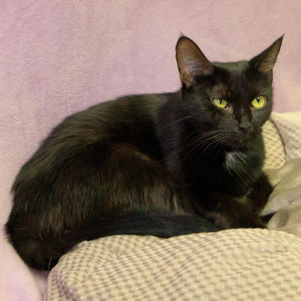 Enlarge Willow, a Adoptable Domestic Short Hair in Versailles, KY image 2/2