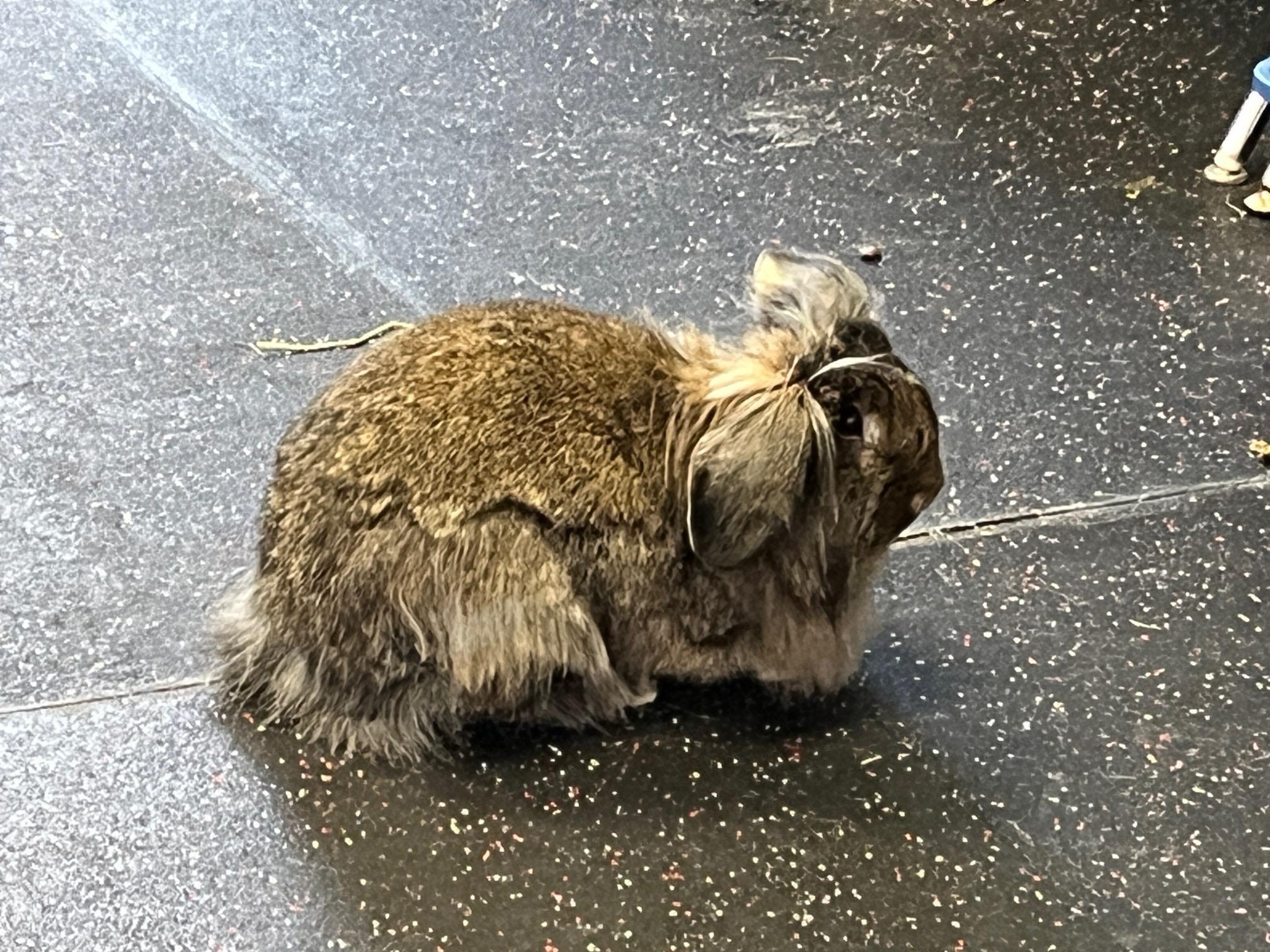 Freya, Adoptable, Adult Female Lionhead & Bunny Rabbit.