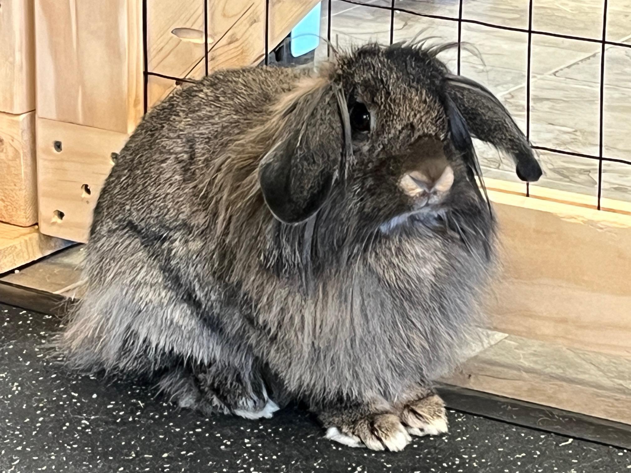 Enlarge Freya, a Adoptable mixed breed in Edina, MN image 4/4