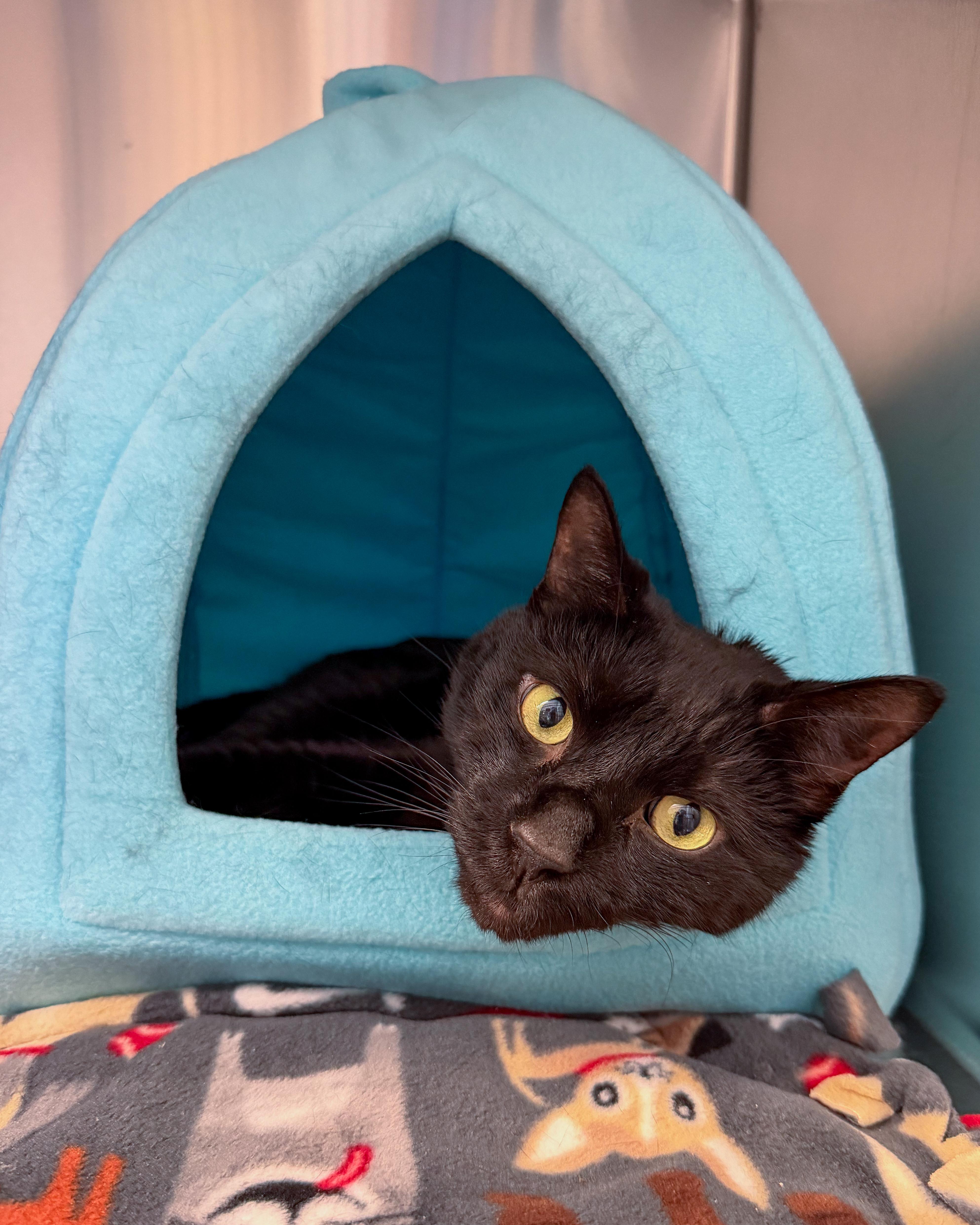 Buglet, adopted, Adult Male American Shorthair.