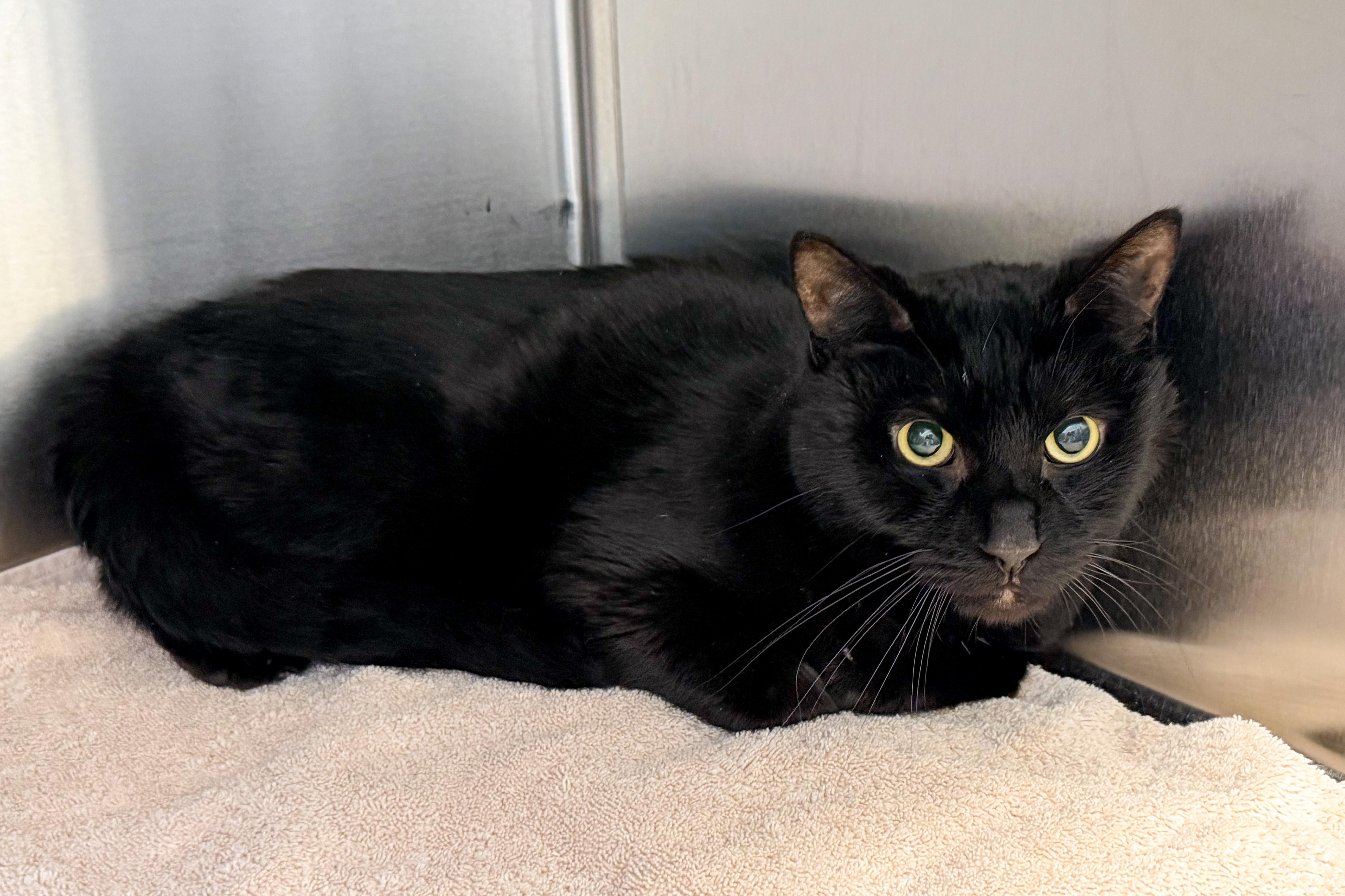 Buglet, an adopted American Shorthair in Scituate, MA image 2/3