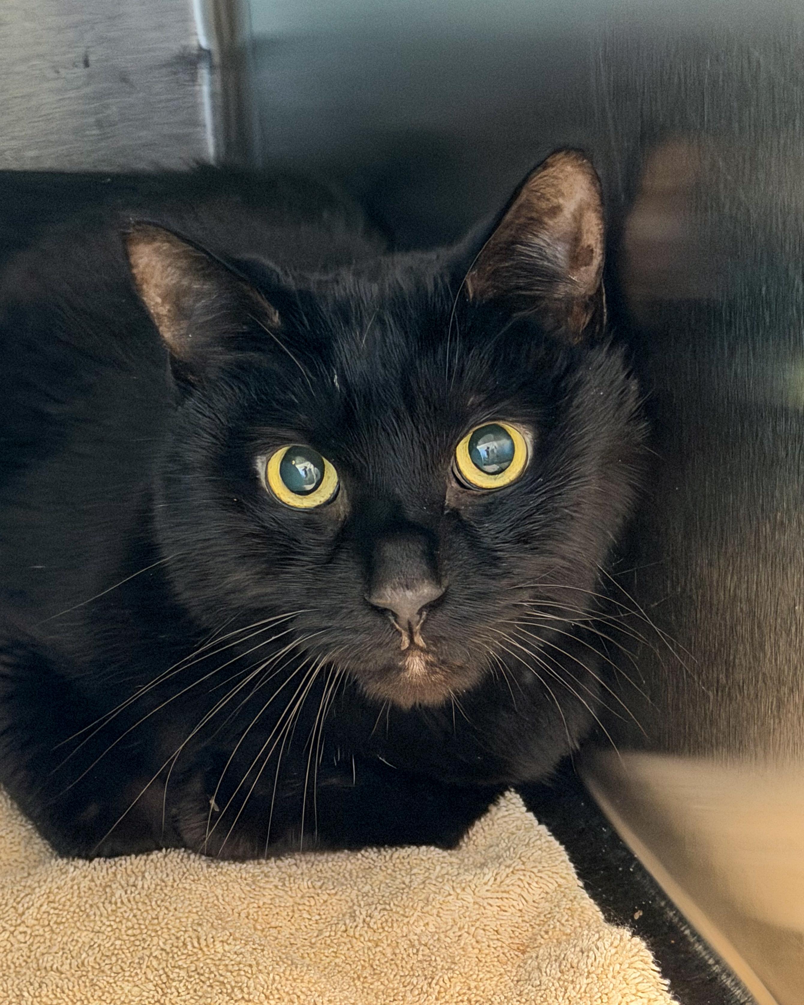 Buglet, an adopted American Shorthair in Scituate, MA image 3/3