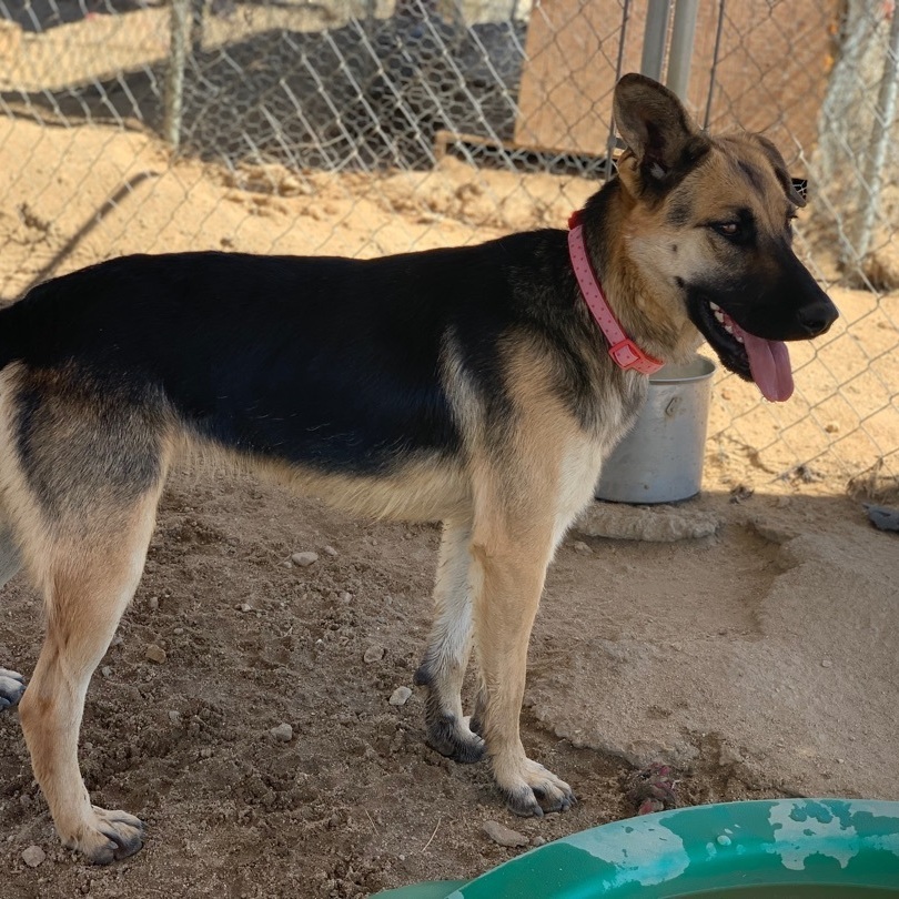 Eden , Adoptable, Puppy Female German Shepherd Dog.