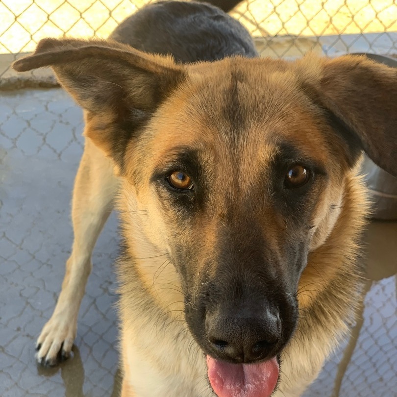 Eden , a Adoptable mixed breed in Mojave, CA image 2/12