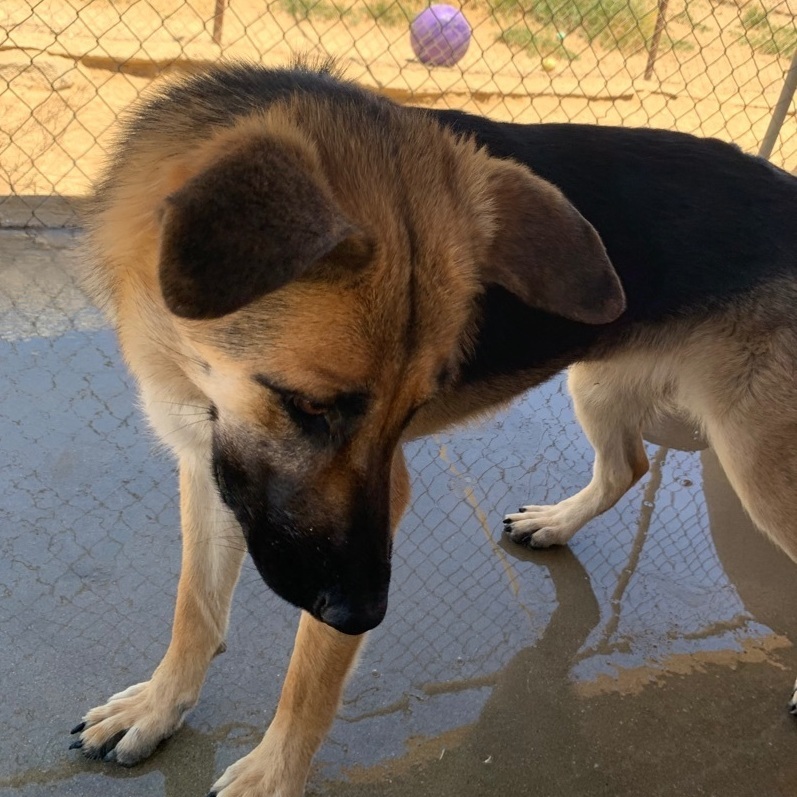 Eden , a Adoptable mixed breed in Mojave, CA image 3/12