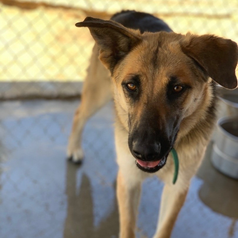 Eden , a Adoptable mixed breed in Mojave, CA image 4/12