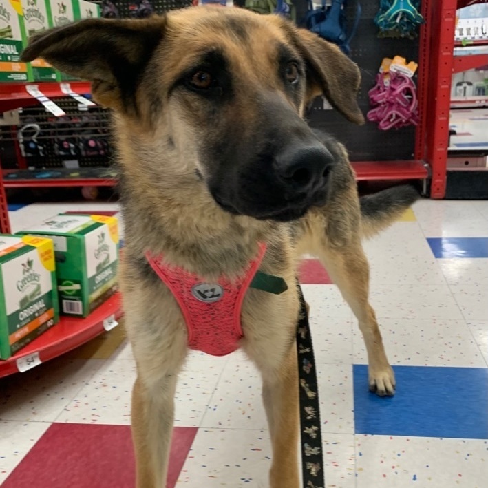 Eden , a Adoptable mixed breed in Mojave, CA image 5/12
