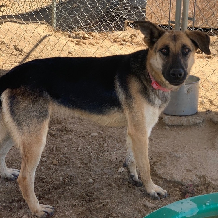 Eden , a Adoptable mixed breed in Mojave, CA image 6/12