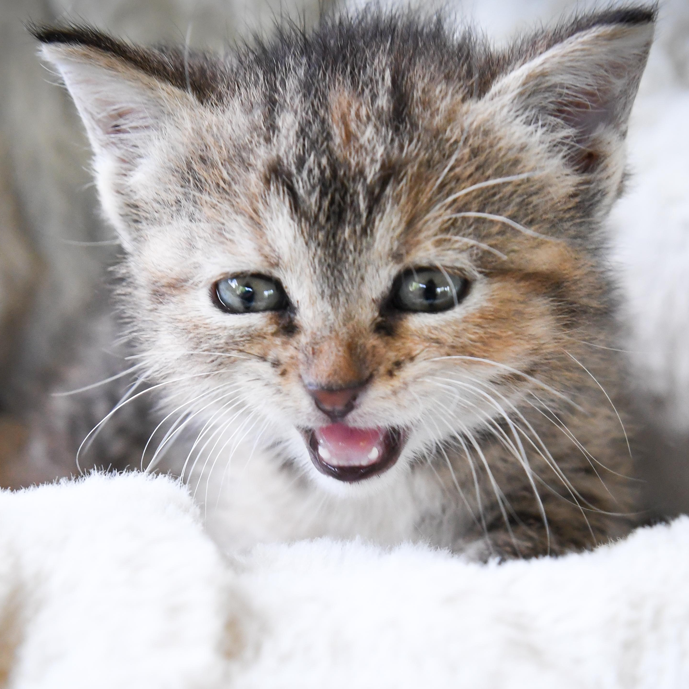 Enlarge Helen, a ADOPTABLE Domestic Short Hair in Port Washington, WI image 4/4
