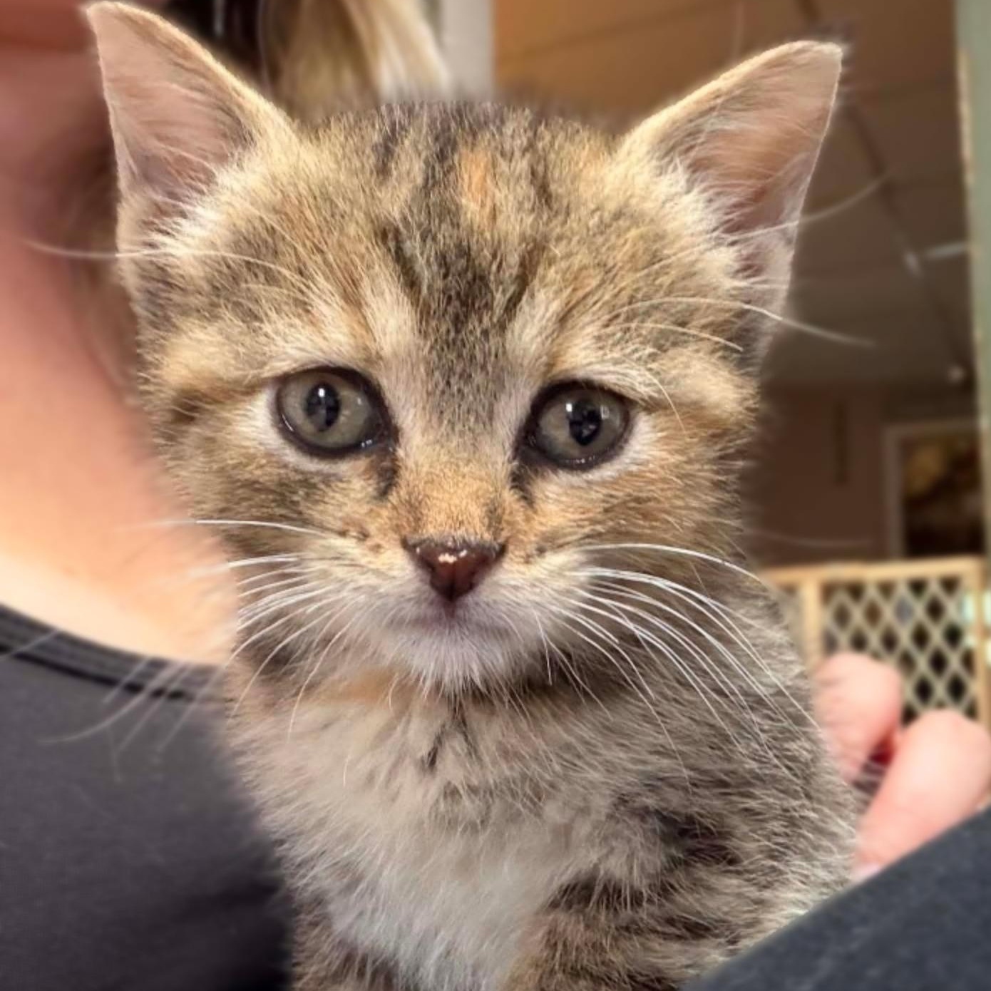 Helen, ADOPTABLE, Kitten Female Domestic Short Hair.