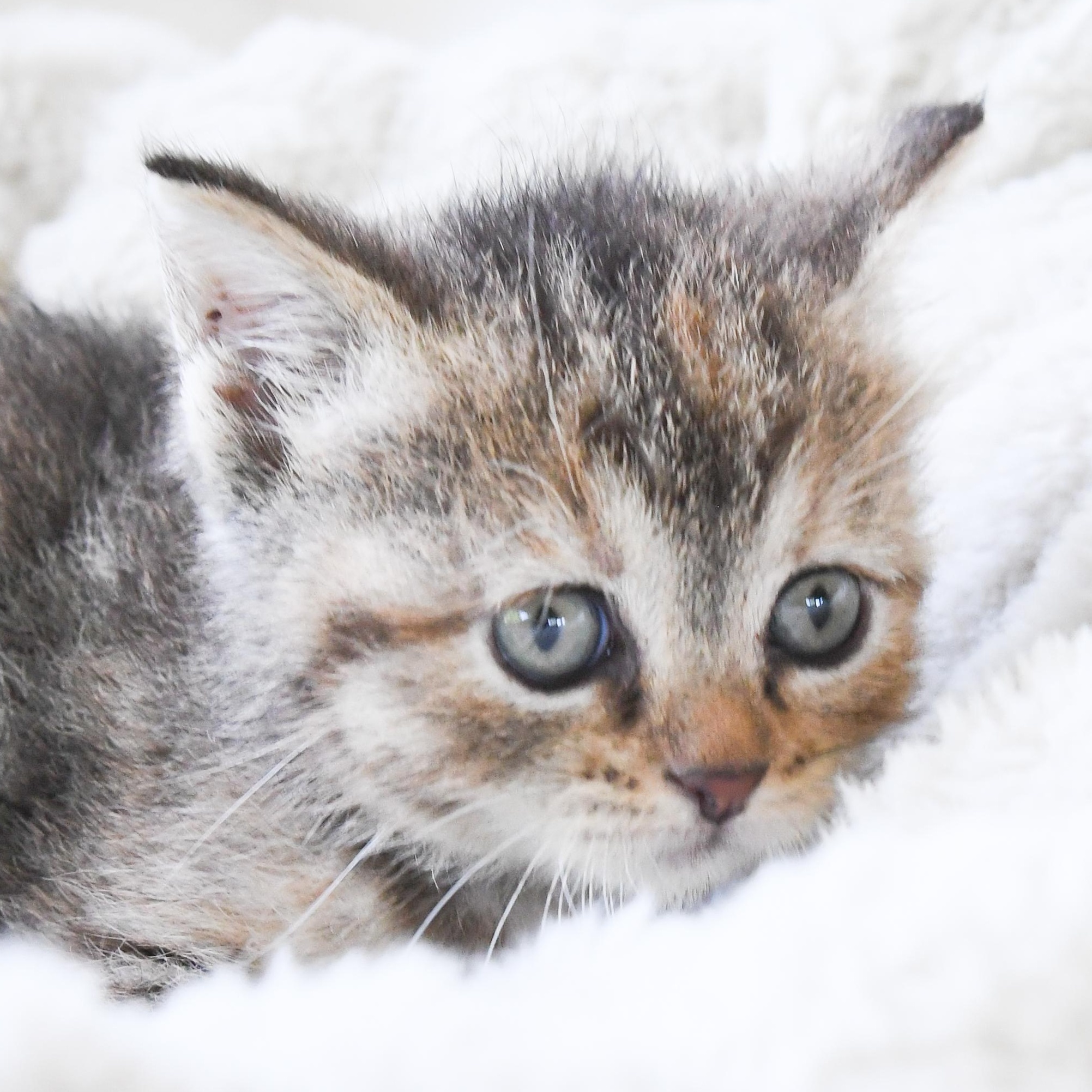 Enlarge Helen, a ADOPTABLE Domestic Short Hair in Port Washington, WI image 2/4