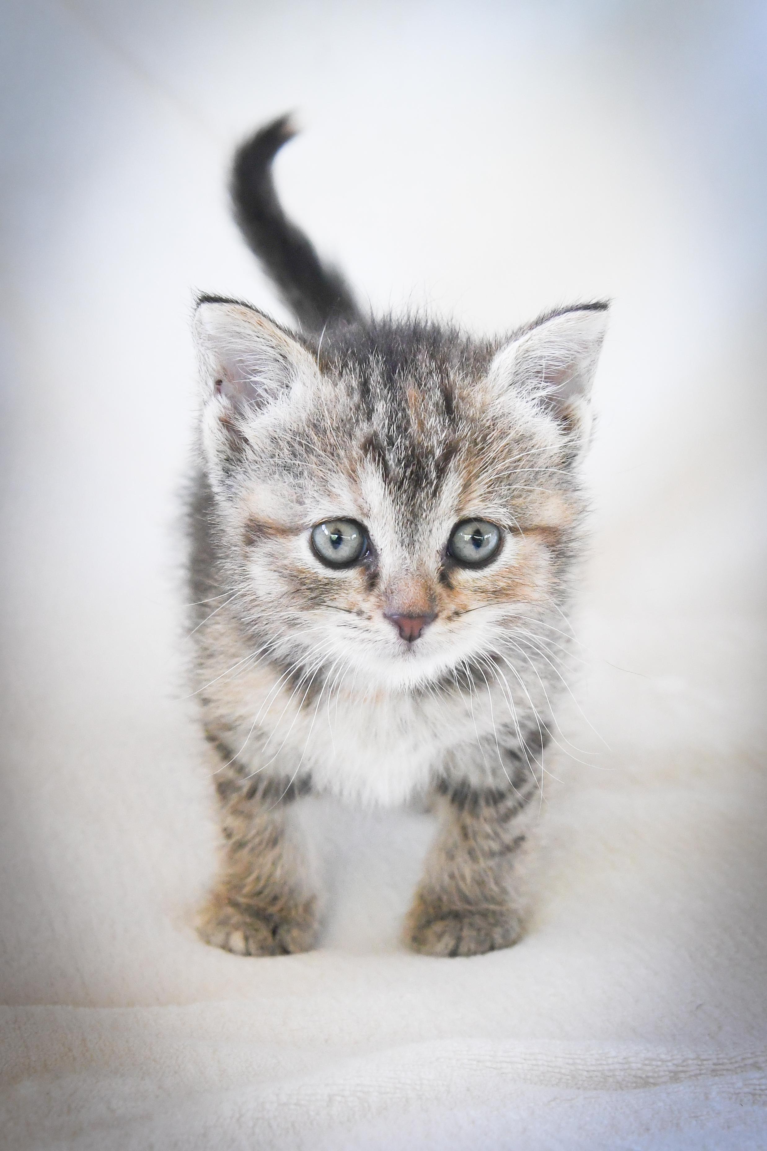 Enlarge Helen, a ADOPTABLE Domestic Short Hair in Port Washington, WI image 3/4