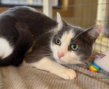 Neteyam, Adoptable, Adult Male Domestic Short Hair.